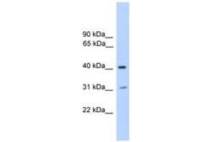Image no. 1 for anti-Phosphatase, Orphan 2 (PHOSPHO2) (N-Term) antibody (ABIN6745589) (PHOSPHO2 抗体  (N-Term))