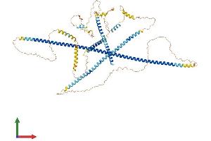 AlphaFold protein structure predicition of Human Recombinant CALD1 Protein, UniprotID Q05682