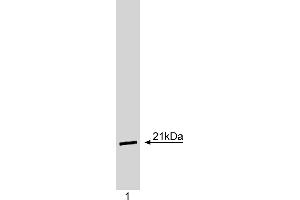 Western Blotting (WB) image for anti-Cyclin-Dependent Kinase Inhibitor 1A (p21, Cip1) (CDKN1A) antibody (ABIN967445) (p21 抗体)
