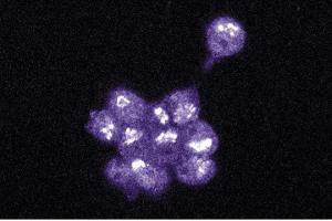 Immunofluorescence staining of PC12 cells (EPH Receptor A4 抗体  (AA 279-472))