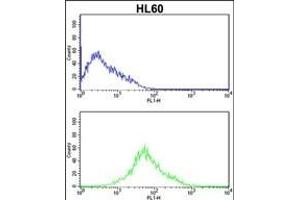 PRKRA Antibody  (ABIN392151 and ABIN2841876) flow cytometric analysis of HL60 cells (bottom histogram) compared to a negative control cell (top histogram). (PRKRA 抗体  (AA 225-252))