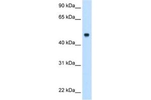 Western Blotting (WB) image for anti-Complement Component 8, beta Polypeptide (C8B) antibody (ABIN2462792) (C8B 抗体)