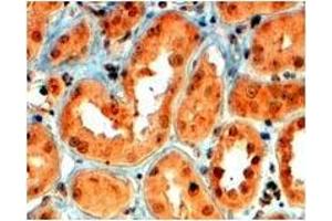 AP23770PU-N SEMA5A antibody staining of paraffin embedded Human Kidney at 4 µg/ml.