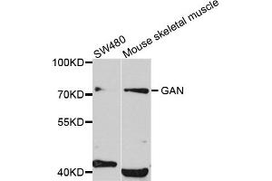 Western blot analysis of extracts of various cell lines, using GAN antibody (ABIN5972335) at 1/1000 dilution. (GAN 抗体)