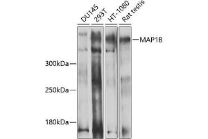 Western blot analysis of extracts of various cell lines, using MB antibody (ABIN1680748, ABIN3017668, ABIN3017669 and ABIN6220205) at 1:1000 dilution. (MAP1B 抗体  (AA 1820-2100))