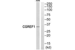 Western blot analysis of extracts from A549 cells, using CGREF1 antibody. (CGREF1 抗体  (C-Term))