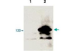 Western blot analysis of 293 cells transfected with a lacZ-V5-tagged vector (Lane 2) and untransfected control (Lane 1). (V5 Epitope Tag 抗体  (AA 95-108))