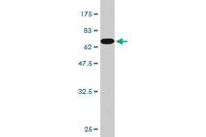 Western Blotting (WB) image for anti-Poly(rC) Binding Protein 2 (PCBP2) (AA 1-362) antibody (ABIN562121)