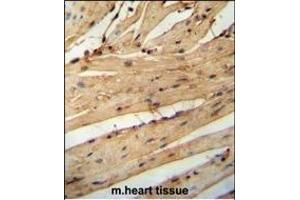 LARP6 antibody (N-term) (ABIN654784 and ABIN2844464) immunohistochemistry analysis in formalin fixed and paraffin embedded mouse heart tissue followed by peroxidase conjugation of the secondary antibody and DAB staining.