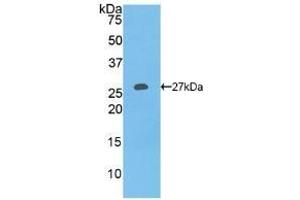 Western Blotting (WB) image for anti-Collagen, Type I, alpha 1 (COL1A1) (AA 253-471) antibody (ABIN7443395)