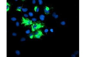 Image no. 1 for anti-Tripartite Motif Containing 9 (TRIM9) (AA 284-669) antibody (ABIN1491328) (TRIM9 抗体  (AA 284-669))