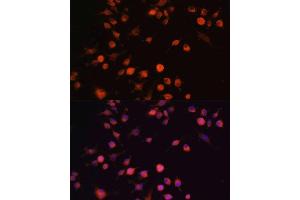 Immunofluorescence analysis of RAW264.