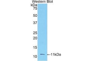 Western blot analysis of the recombinant protein. (FGF3 抗体  (AA 154-232))
