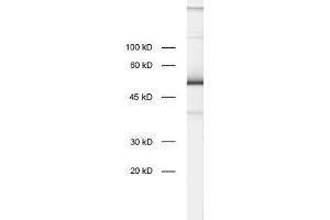 dilution: 1 : 1000, sample: rat brain homogenate