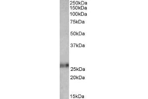 ABIN571256 (0. (Ephrin A1 抗体  (Internal Region))