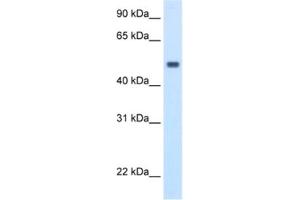 Western Blotting (WB) image for anti-Methionine Adenosyltransferase I, alpha (MAT1A) antibody (ABIN2462397) (MAT1A 抗体)