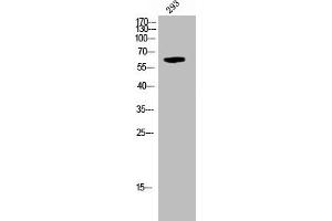 Western Blot analysis of 293 cells using Phospho-Krs-1/2 (T183) Polyclonal Antibody (STK3,STK4 (pThr183) 抗体)