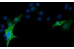 Anti-RND1 mouse monoclonal antibody (ABIN2453601) immunofluorescent staining of COS7 cells transiently transfected by pCMV6-ENTRY RND1 (RC205535). (RND1 抗体)