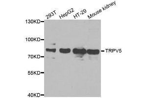 Western blot analysis of extracts of various cell lines, using TRPV5 antibody. (TRPV5 抗体)
