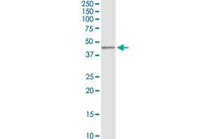CD5L MaxPab rabbit polyclonal antibody. (CD5L 抗体  (AA 1-347))