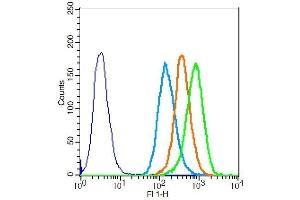 MCF-7 cells probed with Rabbit Anti-CDK1 Polyclonal Antibody . (CDK1 抗体  (AA 201-297))