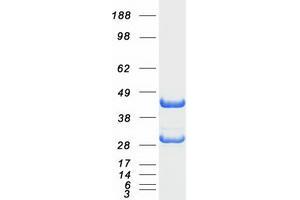 Validation with Western Blot (EEF1B2 Protein (Transcript Variant 1) (Myc-DYKDDDDK Tag))