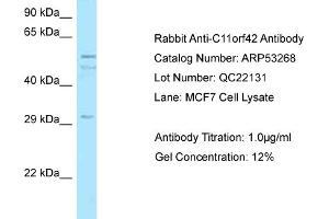 Western Blotting (WB) image for anti-Chromosome 11 Open Reading Frame 42 (C11ORF42) (C-Term) antibody (ABIN2785318) (C11ORF42 抗体  (C-Term))