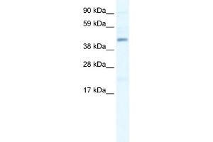 WB Suggested Anti-SMARCB1 Antibody Titration:  0. (SMARCB1 抗体  (N-Term))