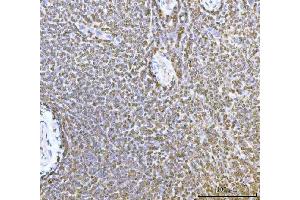 IHC analysis of ERP29 using anti-ERP29 antibody (ABIN7601342). (ERP29 抗体  (AA 33-196))