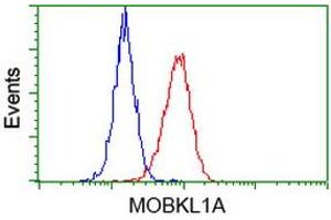 Flow cytometric Analysis of Hela cells, using anti-MOBKL1A antibody (ABIN2453312), (Red), compared to a nonspecific negative control antibody (TA50011), (Blue). (MOBKL1A 抗体)