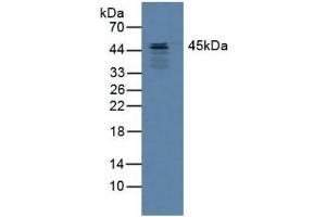 Western blot analysis of Mouse Heart Tissue. (SCCA1 抗体  (AA 1-210))