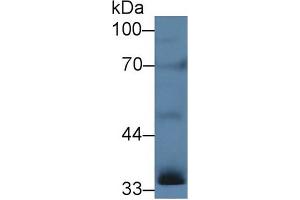 Western Blot; Sample: Rat Testis lysate; Primary Ab: 5µg/ml Rabbit Anti-Human INHA Antibody Second Ab: 0. (Inhibin alpha 抗体  (AA 25-363))
