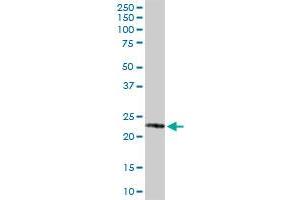 Western Blotting (WB) image for anti-Glutathione S-Transferase pi 1 (GSTP1) (AA 1-210) antibody (ABIN516240)