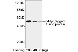 Image no. 1 for anti-Myc Tag antibody (HRP) (ABIN294583) (Myc Tag 抗体  (HRP))