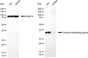 anti-Calcium Modulating Ligand (CAMLG) antibody