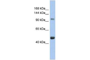 WB Suggested Anti-RBL1 Antibody Titration:  0. (p107 抗体  (N-Term))