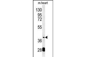 Western blot analysis in mouse heart tissue lysates (15ug/lane). (PON2 抗体  (AA 74-101))
