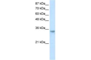 Western Blotting (WB) image for anti-Ribonuclease H2, Subunit A (RNASEH2A) antibody (ABIN2462213) (RNASEH2A 抗体)