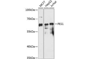 Western blot analysis of extracts of various cell lines, using PES1 antibody (ABIN7269255) at 1:3000 dilution. (PES1 抗体  (AA 1-150))