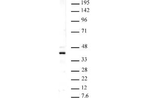 Histone macroH2A1 pAb tested by Western blot. (Histone MroH2A1 (N-Term) 抗体)