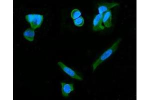 IF analysis of PDE6 beta/PDE6B using anti-PDE6 beta/PDE6B antibody (ABIN7600893). (PDE6B 抗体  (AA 25-237))