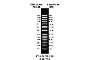 Image no. 1 for AccuBand™ 50 bp DNA Ladder II (ABIN5662593)