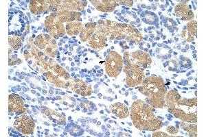 RAE1 antibody was used for immunohistochemistry at a concentration of 4-8 ug/ml to stain Epithelial cells of renal tubule (arrows) in Human Kidney. (RAE1 抗体)