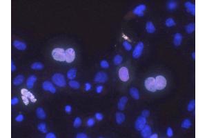 Transfected cell immunofluorescence: COS cells expressing Myc-tagged human Haspin.