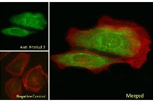 ABIN302136 Immunofluorescence analysis of paraformaldehyde fixed U2OS cells, permeabilized with 0. (FZD2 抗体  (Internal Region))