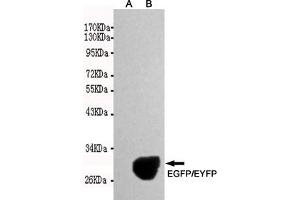 Western blot detection of EGFP/EYFP expression in Rosetta E. (eGFP 抗体)