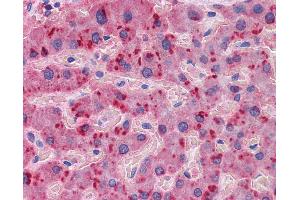 Anti-APOA2 antibody IHC of human liver. (APOA2 抗体  (AA 1-100))