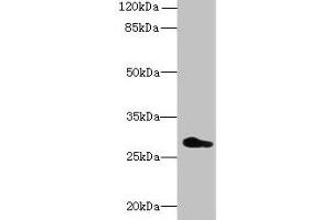 Western blot All lanes: REEP4 antibody at 0. (Receptor Accessory Protein 4 抗体  (AA 78-257))