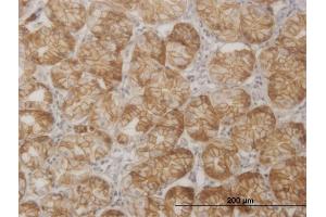 Immunoperoxidase of monoclonal antibody to SGK2 on formalin-fixed paraffin-embedded human stomach. (SGK2 抗体  (AA 244-344))