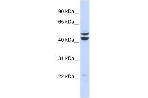 WB Suggested Anti-PKNOX2 Antibody Titration:  0. (PKNOX2 抗体  (Middle Region))
